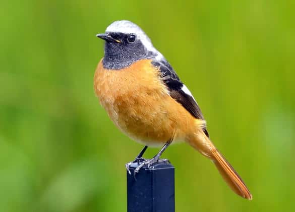 動物図鑑・ジョウビタキ